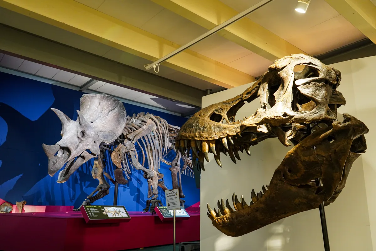 Man sieht den Schädel eines T-Rex und das gesamte Skelett eines Triceratops. 